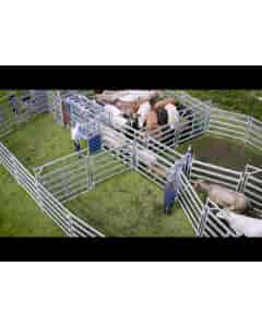 HDX1100 Clipex Cattle Crush